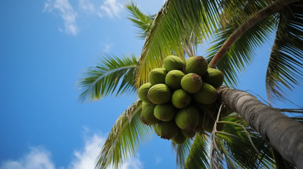 品味椰香，健康相伴——椰子食品消費(fèi)提示